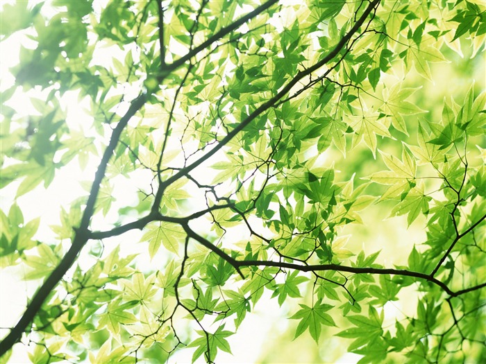 차가운 녹색 잎 벽지 #33