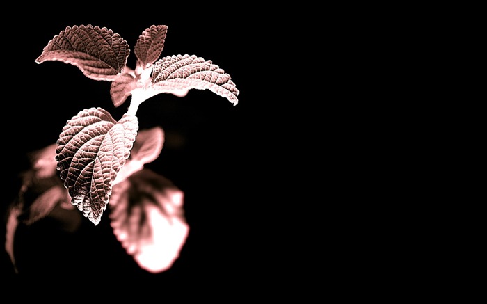 Květ rostliny Tapety #14