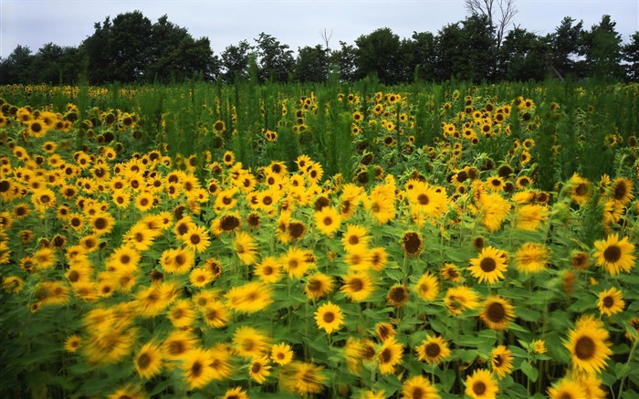 Widescreen wallpaper flowers close-up #10