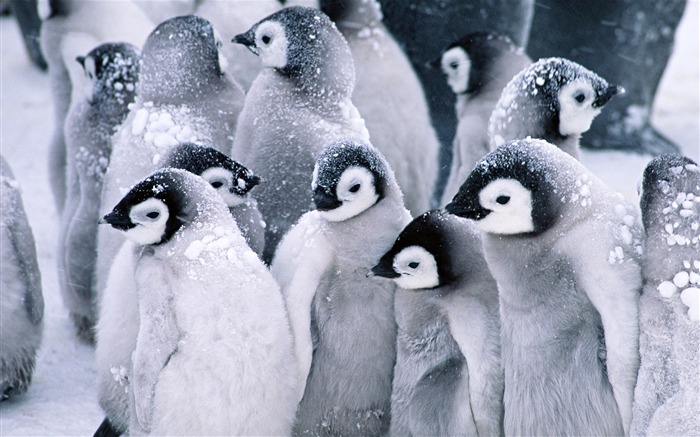 Foto de Animales Fondos de Pingüino #1