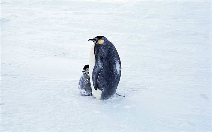 Fotografie Tapety Penguin zvířat #2