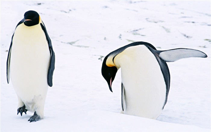 Fotografie Tapety Penguin zvířat #3