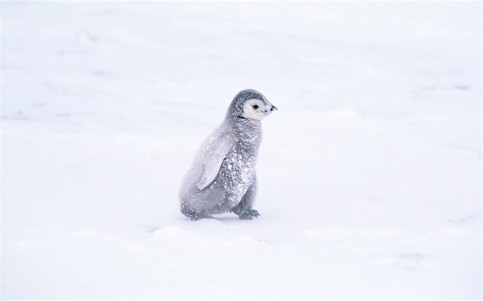 Fotografie Tapety Penguin zvířat #4