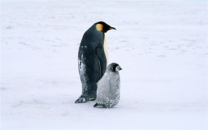 Fotografie Tapety Penguin zvířat #14