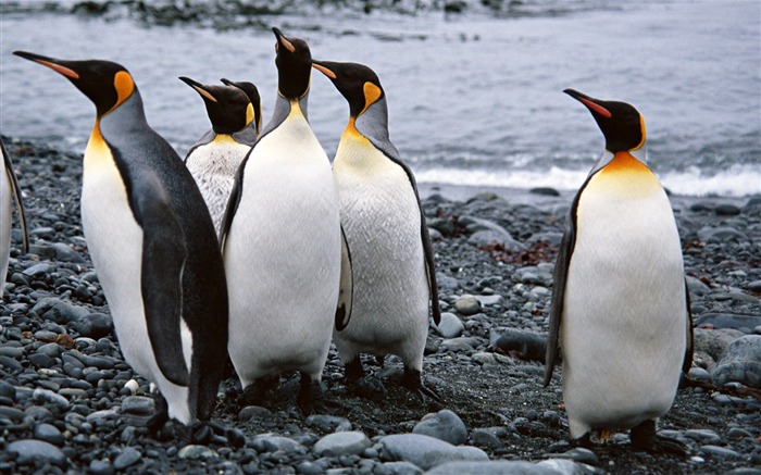 Fotografie Tapety Penguin zvířat #15