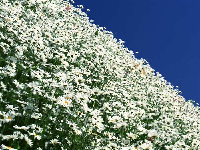 Snow-white flowers wallpaper #9