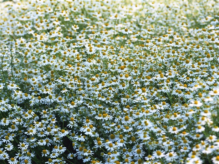 Белоснежные цветы обои #10
