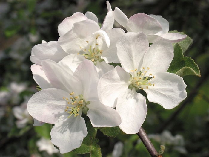 Snow-white flowers wallpaper #14