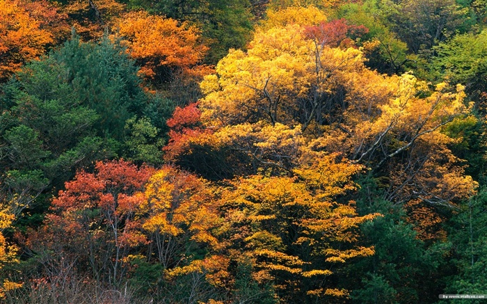 森林裡的秋天壁紙 #5