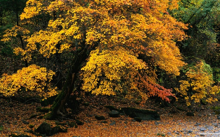 森林裡的秋天壁紙 #9
