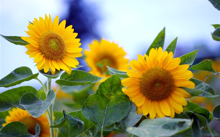 Sunny sunflower photo HD Wallpapers #23