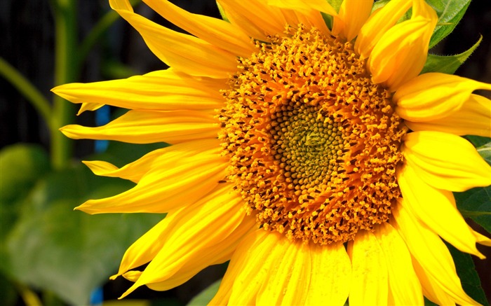 Sunny sunflower photo HD Wallpapers #37