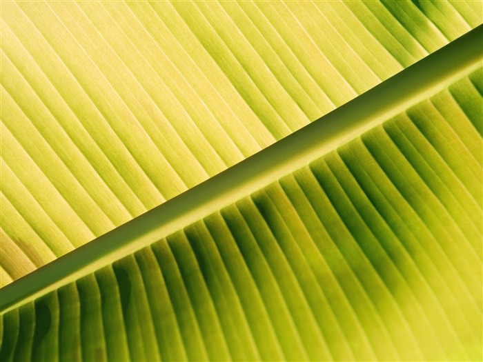 Fond d'écran plantes à feuilles vert #2