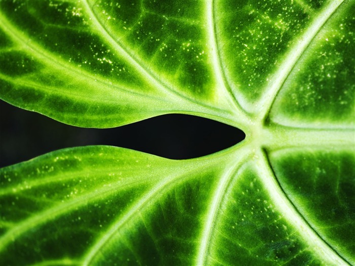 Fond d'écran plantes à feuilles vert #4