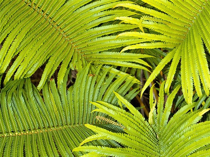 Fond d'écran plantes à feuilles vert #5