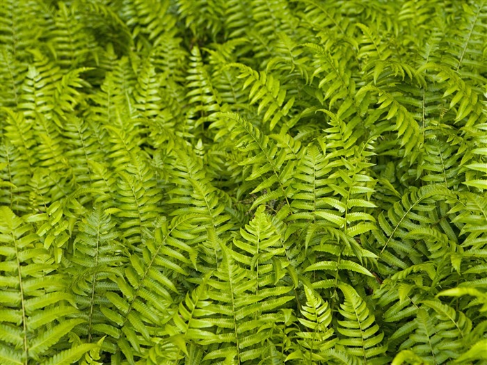 植物绿叶壁纸9