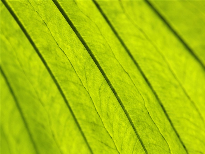 Rostliny zelené listí Tapeta #12