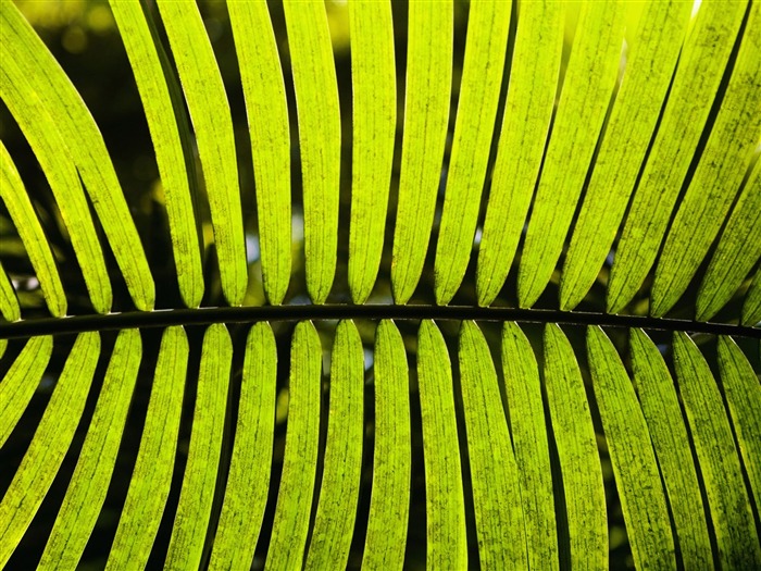 Fond d'écran plantes à feuilles vert #15