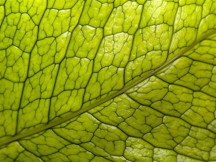 Fond d'écran plantes à feuilles vert #20