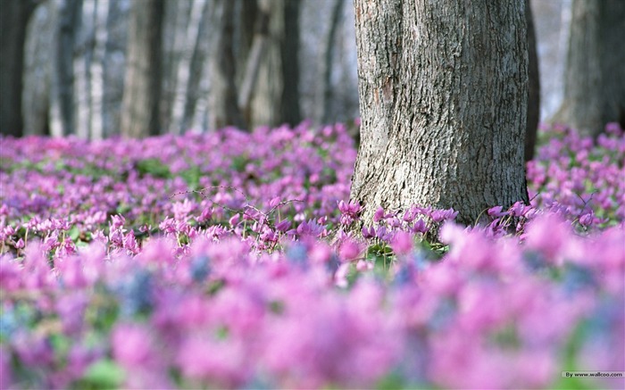 フレッシュスタイルの花の壁紙 #14