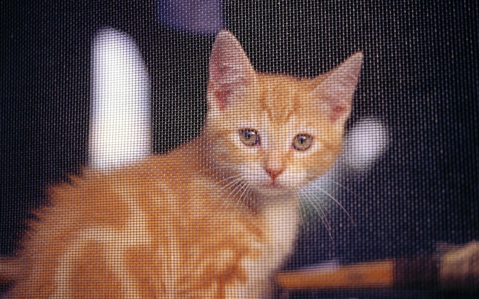HD fotografía de fondo lindo gatito #10