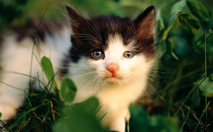 HD Wallpaper cute cat Foto #25