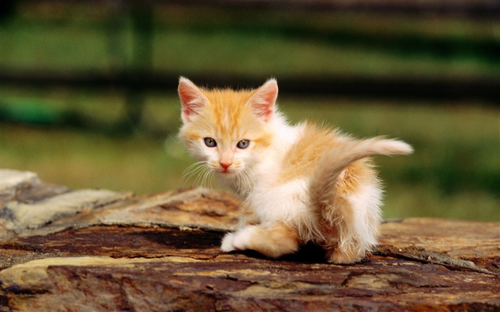 HD fotografía de fondo lindo gatito #34