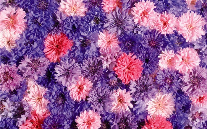 Obklopen ohromující květiny tapety #15