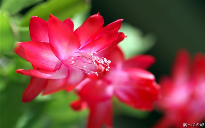 Osobní Květiny HD Tapety na plochu #30