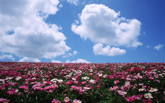 푸른 하늘에 흰 구름과 꽃 벽지 #4