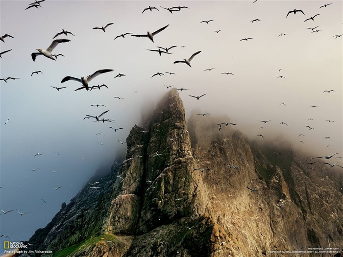 National Geographic Wallpapers articles animale (1) #6