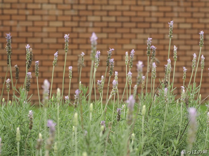 Fleurs exquises d'écran #23