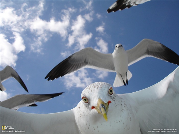 National Geographic Wallpapers articles animaux (2) #10