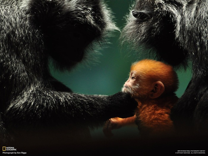 National Geographic Обои животных статьи (3) #12