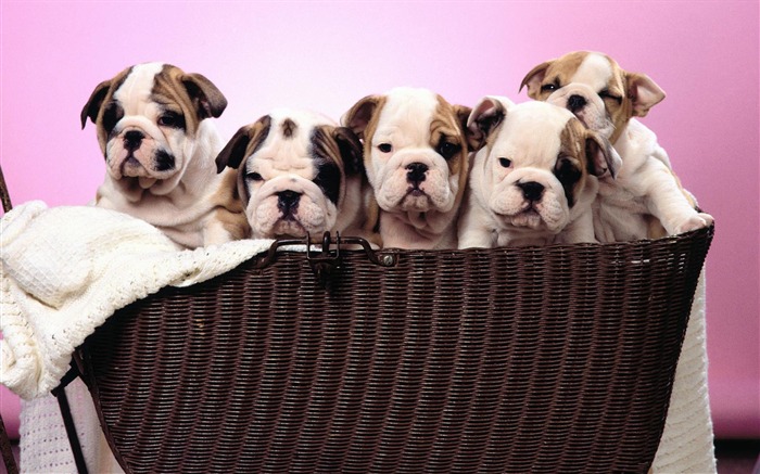 Puppy Photo HD wallpapers (1) #6