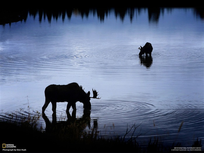 National Geographic Wallpapers articles animale (4) #10