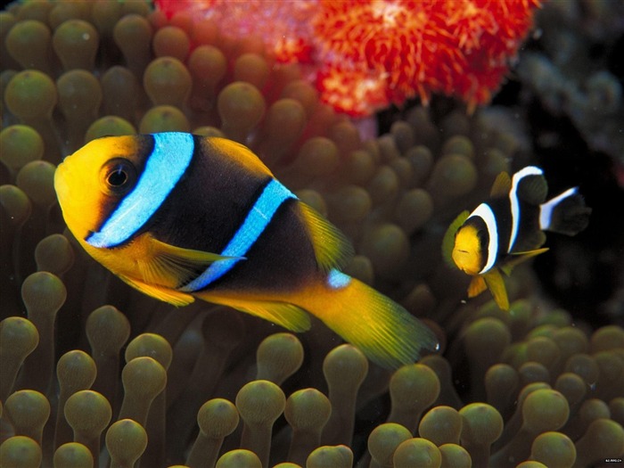 Цветной альбомы тропических рыб обои #13