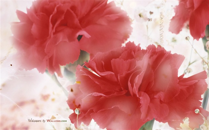 Mother's Day of the carnation wallpaper albums #15