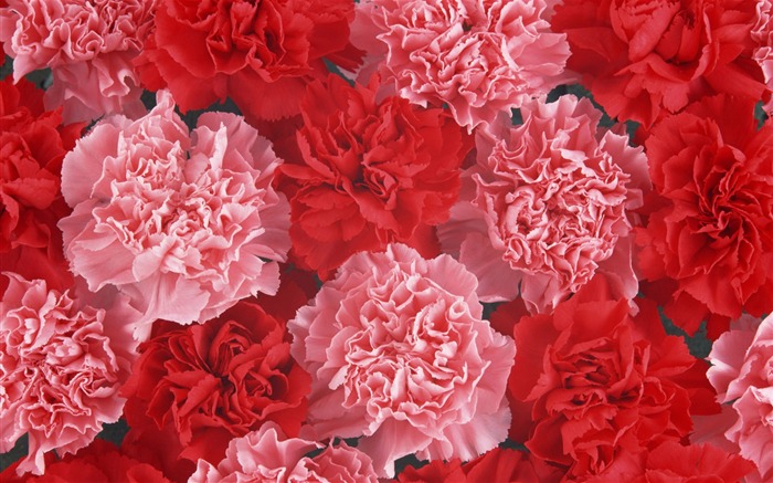 Mother's Day of the carnation wallpaper albums #20