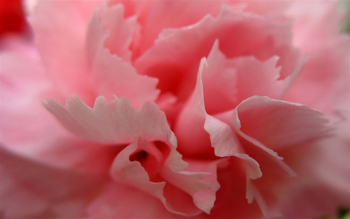 Mother's Day of the carnation wallpaper albums #26