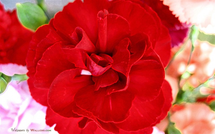 Mother's Day of the carnation wallpaper albums #27