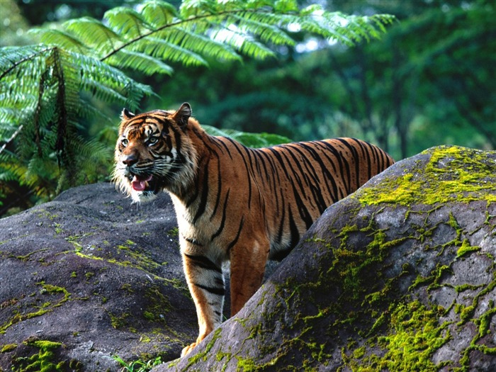 Tiger Wallpaper Foto (2) #18