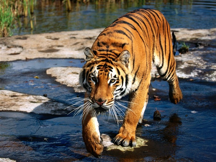 Tiger Фото обои (3) #2