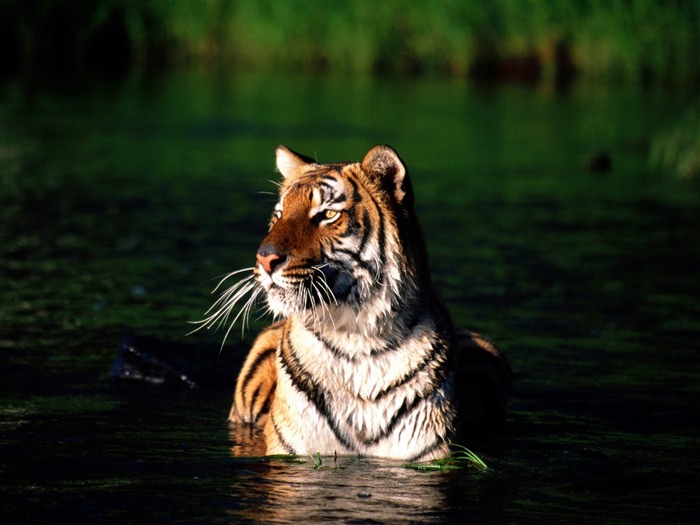 Tiger Фото обои (3) #3