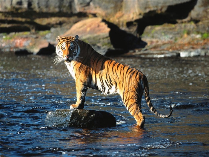 Tiger Фото обои (3) #4