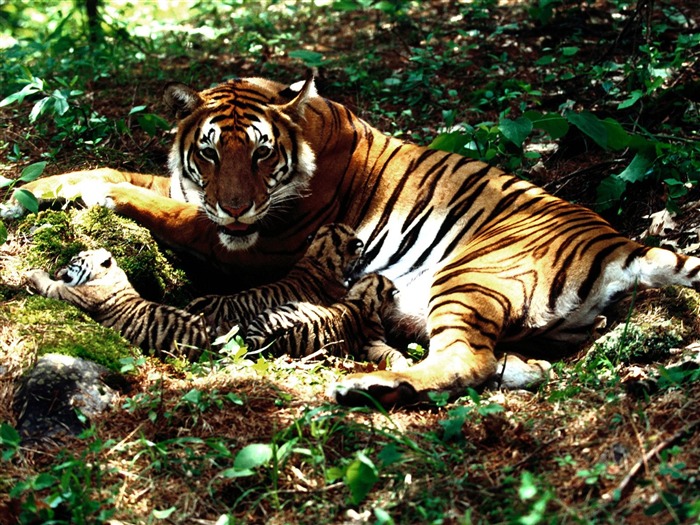 Tiger Фото обои (3) #8