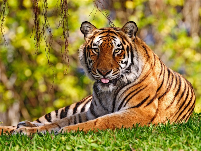 Tiger Фото обои (3) #10