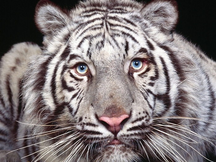 Tiger Foto Wallpaper (3) #12