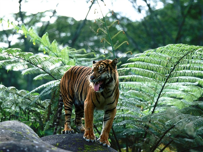 Tiger Foto tapety (3) #20