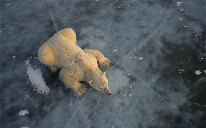 Fond d'écran Polar Bear Photo #3
